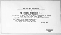 Puccinia magnusiana image
